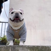 puppytie 胸背+牽繩組 口袋牛仔 摩卡棕 (防止暴衝|穿戴方便)
