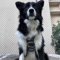 puppytie 胸背+牽繩組 大尺碼 迷彩色 森林綠 (防止暴衝|穿戴舒適)