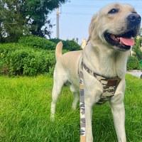 puppytie 胸背+牽繩組 大尺碼 迷彩色 森林綠 (防止暴衝|穿戴舒適)