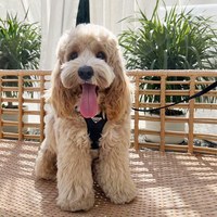 puppytie 胸背+牽繩組 三角標 黑色騎士 (防止暴衝|穿戴方便)