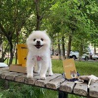 puppytie 胸背+牽繩組 海軍風 水手红 (防止暴衝|穿戴舒適)