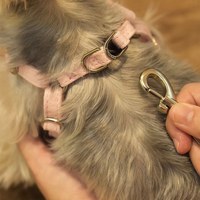 puppytie 胸背+牽繩組 粉色三角標 草莓粉 (防止暴衝|穿戴舒適)