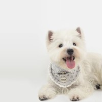 puppytie 秘密森林圍兜 米白 圍兜 (寵物領巾|貓狗適用)