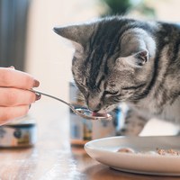 ZIWI巔峰 經典系列 鮮肉貓主食罐 (貓罐|罐頭)