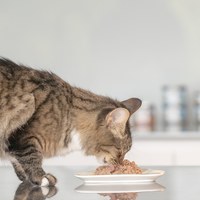 ZIWI巔峰 經典鮮肉貓主食罐 185克12罐/箱 (貓罐|罐頭)