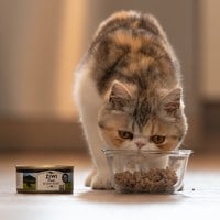 ZIWI巔峰 牛肉185克 經典貓主食罐 (貓罐|罐頭)