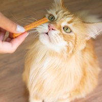 Hyperr超躍 鮮雞原肉 手作零食 (狗零食|天然零食)