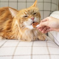 Hyperr超躍 藜麥雞肉甜薯 手作零食 (寵物零食|天然零食)