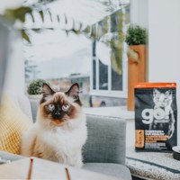 【即期】go! 鮭魚 全貓 腸胃保健貓糧 (貓飼料|貓糧)