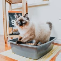 go! 鮭魚 全貓 腸胃保健貓糧 (貓飼料|貓糧)