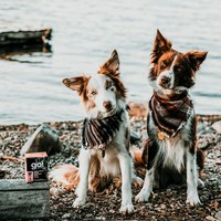 go! 野生鱈魚 豐醬系列 狗鮮食利樂餐包 (狗罐|主食罐)