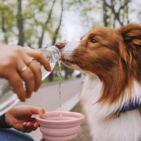 PetDreamHouse 摺疊矽膠旅行碗(折疊碗｜外出水碗)