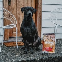 now 鮮肉大型幼犬 無穀天然糧 (狗飼料|狗糧)
