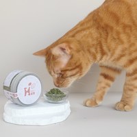 Hyperr超躍 頂級貓草 (貓薄荷嫩葉|優質農栽)