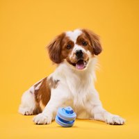 PetDreamHouse 紓壓柔咬 幾何藏食彈跳玩具(狗玩具｜藏食玩具)