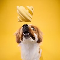 PetDreamHouse 紓壓柔咬 幾何藏食彈跳玩具(狗玩具｜藏食玩具)