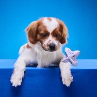 PetDreamHouse 紓壓柔咬 幾何藏食彈跳玩具(狗玩具｜藏食玩具)