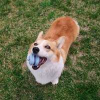 PetDreamHouse 紓壓柔咬 幾何藏食彈跳玩具(狗玩具｜藏食玩具)