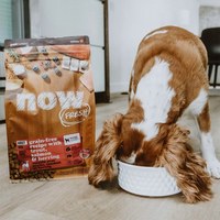 now 全口味狗糧 300克 無穀天然糧 (狗飼料|犬糧)
