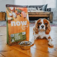 now 全口味狗糧 300克 無穀天然糧 (狗飼料|犬糧)