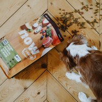 now 全口味狗糧 300克 無穀天然糧 (狗飼料|犬糧)