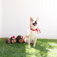 ZippyPaws 就愛在一起 小刺蝟三兄弟 啾啾聲 狗玩具 寵物玩具