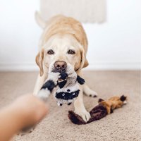 ZippyPaws 就愛在一起 浣熊&松鼠 啾啾聲 狗玩具 寵物玩具