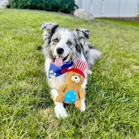 ZippyPaws 就愛在一起 美國小熊 啾啾聲 狗玩具 寵物玩具