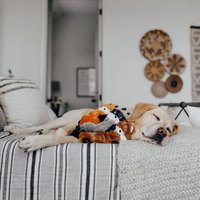 ZippyPaws 就愛在一起 浣熊&松鼠 啾啾聲 狗玩具 寵物玩具