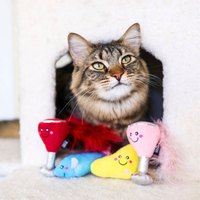 ZippyPaws 一定要儀式感吧 浪漫燭光晚餐 附貓草 貓玩具 寵物玩具