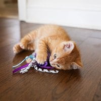 ZippyPaws 海底總動員 小水母&小鯨魚 附貓草 貓玩具 寵物玩具