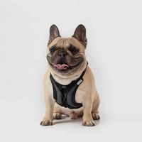 SPUTNIK 終極胸背帶 ULTRA EXPLORE 黑 三種尺寸 (狗胸背|貓胸背)