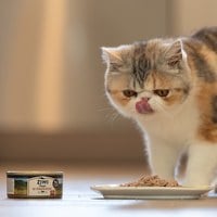 ZIWI巔峰 經典系列 鮮肉貓主食罐 (貓罐|罐頭)