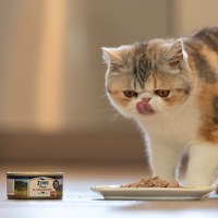 ZIWI巔峰 鹿肉 經典貓主食罐 (貓罐|罐頭)