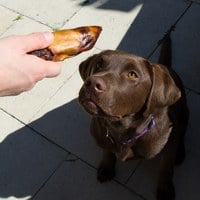 ZIWI巔峰 乖狗狗天然潔牙骨 (耐咬零食|狗零食)