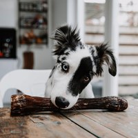 ZIWI巔峰 鹿小腿 乖狗狗天然潔牙骨 L號(耐咬零食|狗零食)