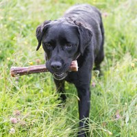 ZIWI巔峰 鹿小腿 乖狗狗天然潔牙骨 L號(耐咬零食|狗零食)