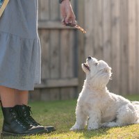 ZIWI巔峰 鹿肺鹿腎 乖狗狗天然潔牙骨 (寵物零食|狗零食)