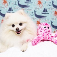 ZippyPaws 史萊姆章魚 絨毛娃娃 啾啾聲 寵物玩具