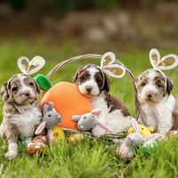 ZippyPaws 就愛在一起 小雞&小兔&小羊 啾啾聲 狗玩具 寵物玩具