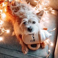 ZippyPaws 美味啾關係 卡布奇諾 叭咘聲 寵物玩具