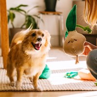 ZippyPaws 吵鬧蔬果攤 皺紋洋蔥頭 啾啾聲 狗玩具 寵物玩具