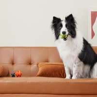 PetDreamHouse 百變趣彈 幾何藏食彈跳玩具 (狗玩具｜藏食玩具)