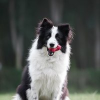 PetDreamHouse 經典啃咬 幾何藏食彈跳玩具(狗玩具|藏食玩具)