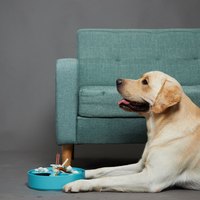 PetDreamHouse 調色盤 旋轉益智慢食碗(狗玩具|藏食玩具)