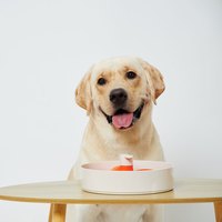 PetDreamHouse 配件專區 旋轉益智慢食碗(狗玩具｜藏食配件)