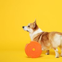 PetDreamHouse 配件專區 旋轉益智慢食碗(狗玩具|藏食配件)