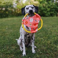 ZippyPaws 瘋狂追追趣 龜背芋/小雛菊 運動飛盤 狗玩具 寵物玩具