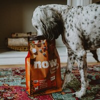 now 鮮肉中型成犬 無穀天然糧 (狗飼料|狗糧)