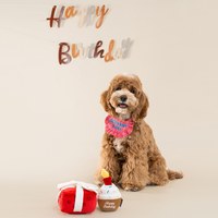 CHEWFFON 驚喜禮盒 藏食嗅聞玩具 啾啾聲 狗玩具 寵物玩具